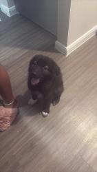 Found/Stray Male Dog last seen Timberhill commons apmts, Leon Valley, TX 78238