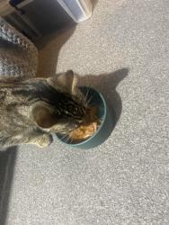 Reunited Female Cat last seen Near Craig Rd, Richmond TW10 7LS, UK, Greater London, England TW10 7LS