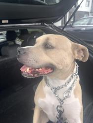 Reunited Male Dog last seen Broadway & Barker, Spokane Valley, WA 99037