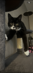 Reunited Male Cat last seen N cottage ave, Independence, MO 64054