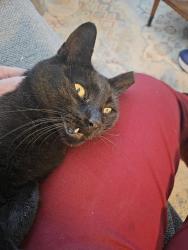 Lost Female Cat last seen Near S 6400W, West Valley City, UT 84128