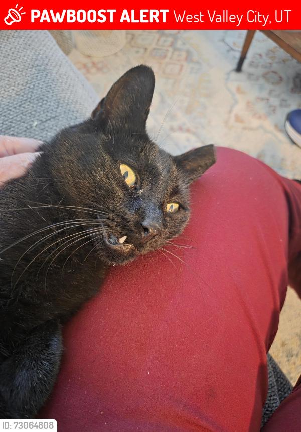 Lost Female Cat last seen Near S 6400W, West Valley City, UT 84128