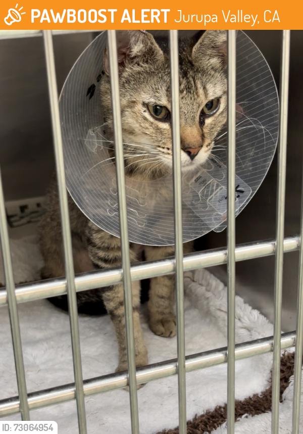 Found/Stray Female Cat last seen Riverside County Department of Animal Services, Jurupa Valley, CA 92509