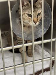 Found/Stray Female Cat last seen Riverside County Department of Animal Services, Jurupa Valley, CA 92509