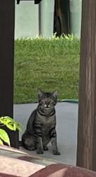 Found/Stray Unknown Cat last seen 9Mile and Chemstrand Rd, Ensley, FL 32514