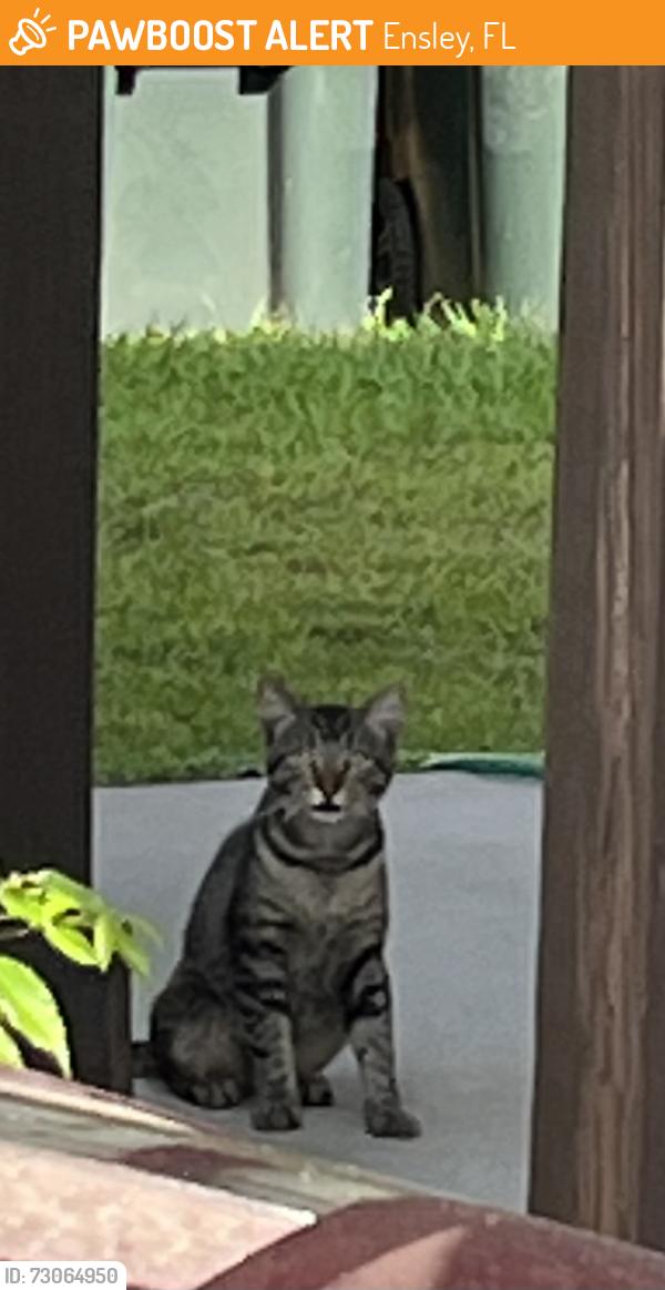 Found/Stray Unknown Cat last seen 9Mile and Chemstrand Rd, Ensley, FL 32514