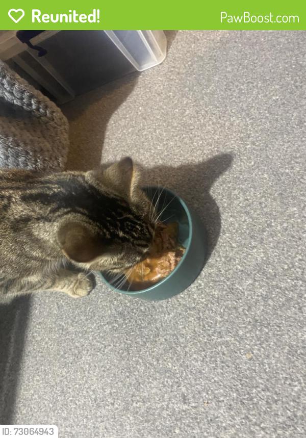 Reunited Female Cat last seen Near Craig Rd, Richmond TW10 7LS, UK, Greater London, England TW10 7LS