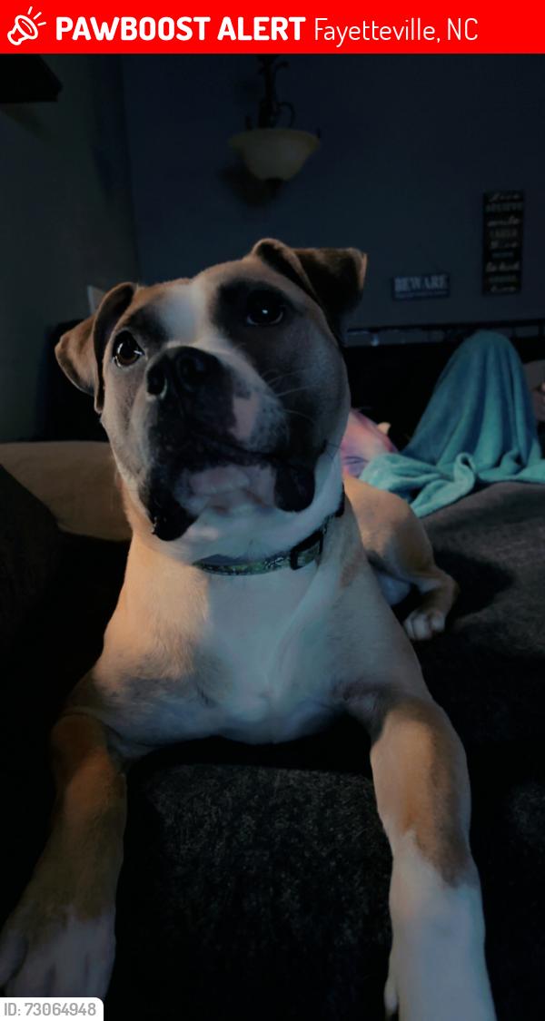 Lost Female Dog last seen Avalon dr neighborhood Fayetteville nc, Fayetteville, NC 28303