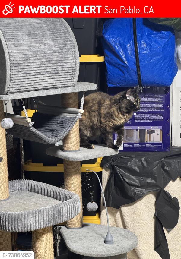 Lost Female Cat last seen Near 20th St, San Pablo, CA, San Pablo, CA 94806
