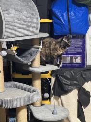 Lost Female Cat last seen Near 20th St, San Pablo, CA, San Pablo, CA 94806