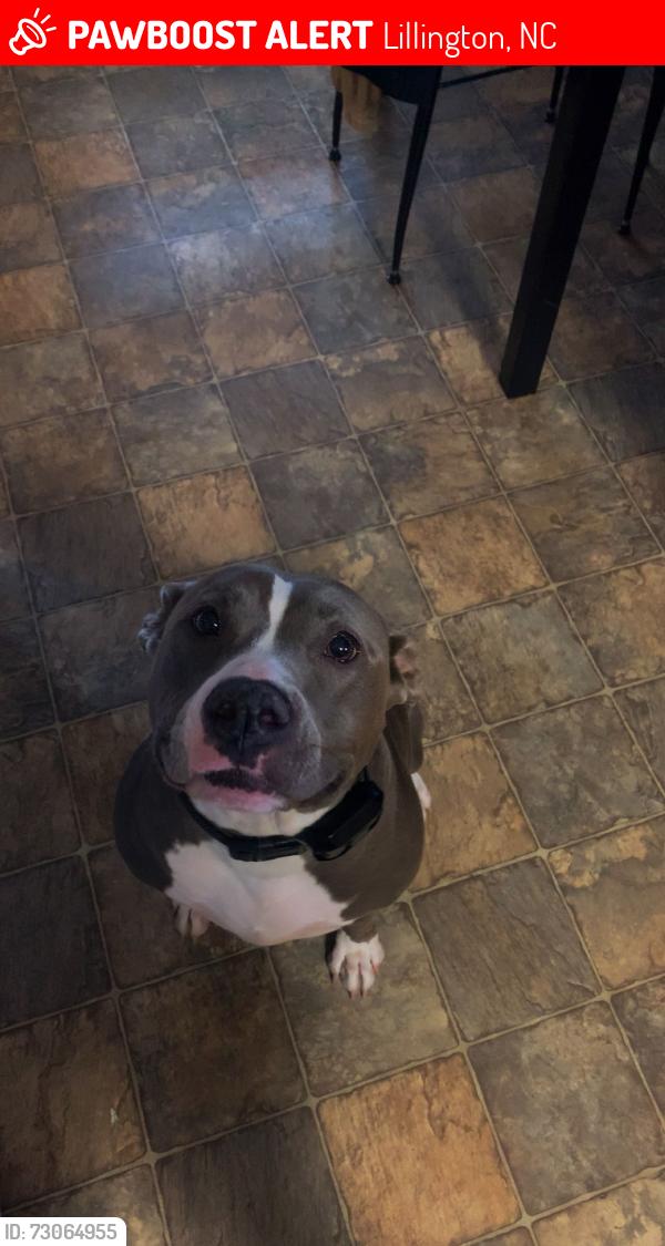 Lost Female Dog last seen Campbell University, Lillington, NC 27546