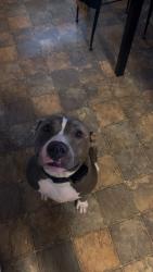 Lost Female Dog last seen Campbell University, Lillington, NC 27546