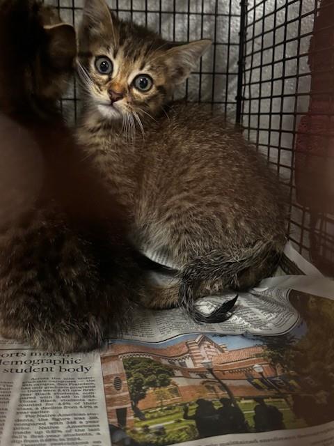 Shelter Stray Male Cat last seen , 11361 W Pico Blvd, Los Angeles, CA 90064, USA