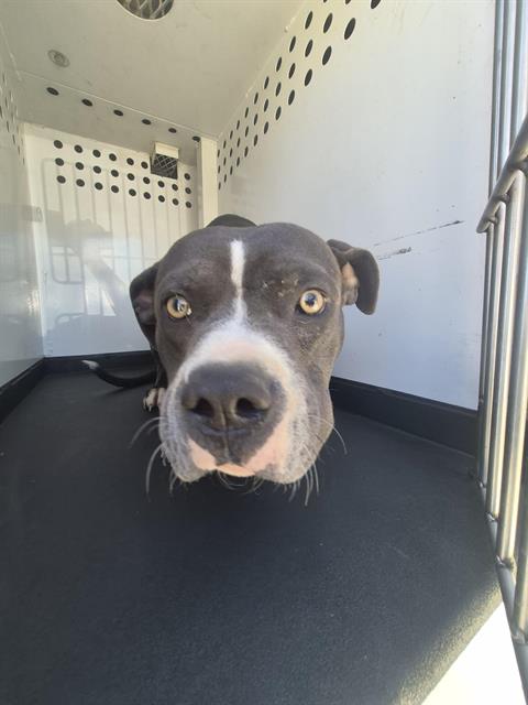 Shelter Stray Male Dog last seen Near BLK ROSALIA DR, BAKERSFIELD CA, 201 S Mt Vernon Ave, Bakersfield, CA 93307, USA