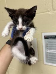 Shelter Stray Male Cat last seen WYNDHAM DR & LINDBROOK WAY, 2127 Front St, Sacramento, CA 95818, USA