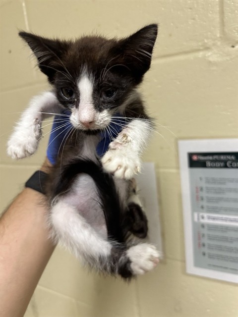 Shelter Stray Male Cat last seen WYNDHAM DR & LINDBROOK WAY, 2127 Front St, Sacramento, CA 95818, USA