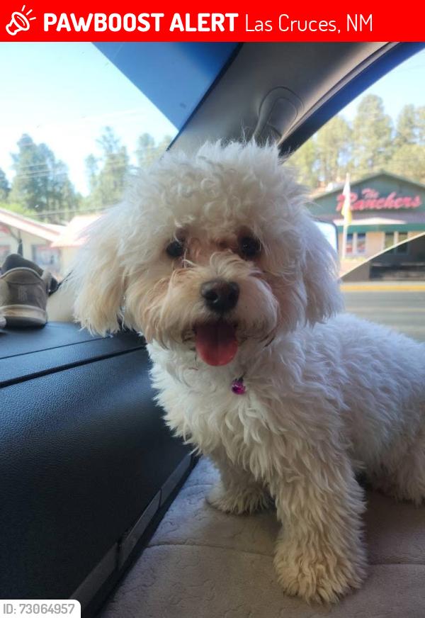 Lost Female Dog last seen Missouri, Idaho, Locust, Las Cruces, NM 88001