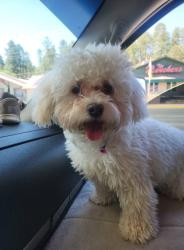 Lost Female Dog last seen Missouri, Idaho, Locust, Las Cruces, NM 88001