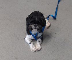 Shelter Stray Male Dog last seen Near BLOCK OF MCKINNON / BAYVIEW, 1419 Bryant St, San Francisco, CA 94103, USA