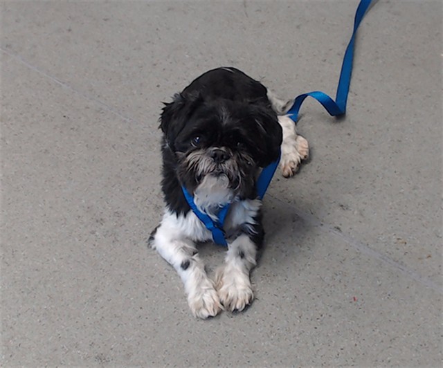 Shelter Stray Male Dog last seen Near BLOCK OF MCKINNON / BAYVIEW, 1419 Bryant St, San Francisco, CA 94103, USA