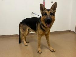 Shelter Stray Male Dog last seen BAILEY RANCH/BLUE SHADOW, 16 Barnes Ct, Hayward, CA 94544, USA