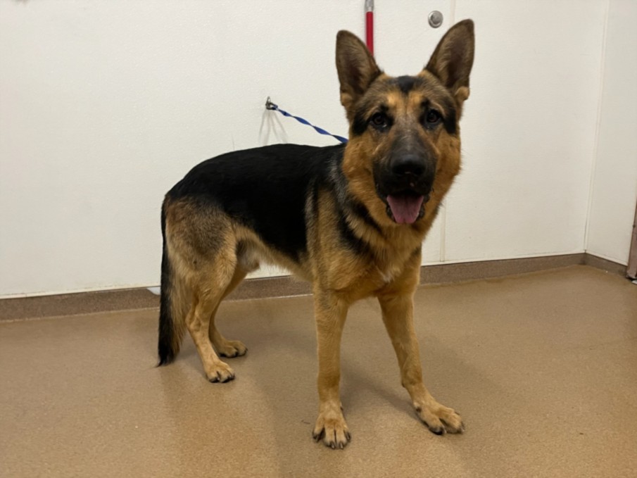 Shelter Stray Male Dog last seen BAILEY RANCH/BLUE SHADOW, 16 Barnes Ct, Hayward, CA 94544, USA