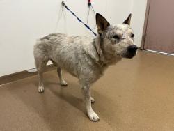 Shelter Stray Male Dog last seen BAILEY RANCH/BLUE SHADOW, 16 Barnes Ct, Hayward, CA 94544, USA