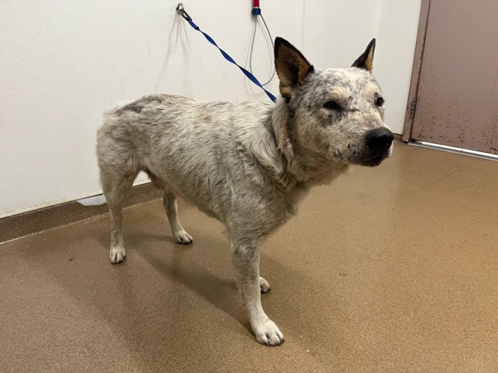 Shelter Stray Male Dog last seen BAILEY RANCH/BLUE SHADOW, 16 Barnes Ct, Hayward, CA 94544, USA