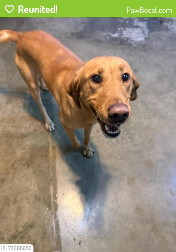 Reunited Male Dog last seen Bridgeport Way, West and 44th St., University Place, WA 98466