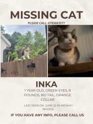 Lost Female Cat last seen Midway Woods, Decatur, GA 30030