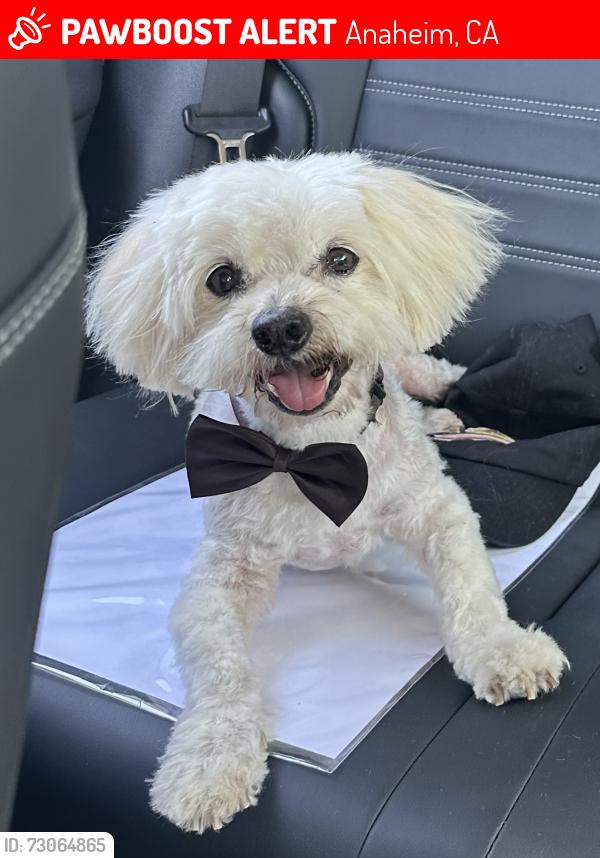 Lost Male Dog last seen La Palma & Olive, Anaheim, CA 92801