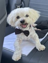 Lost Male Dog last seen La Palma & Olive, Anaheim, CA 92801