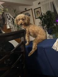 Reunited Female Dog last seen Luzerne , 16th avenue, Scranton, PA 18504