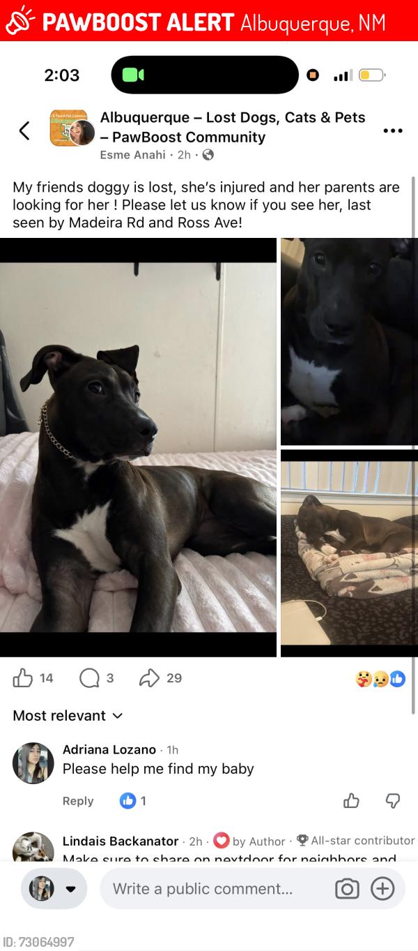 Lost Female Dog last seen Twisters, Albuquerque, NM 87108