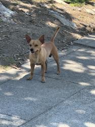 Found/Stray Male Dog last seen Pacific / El Dorado, Sacramento, CA 95822