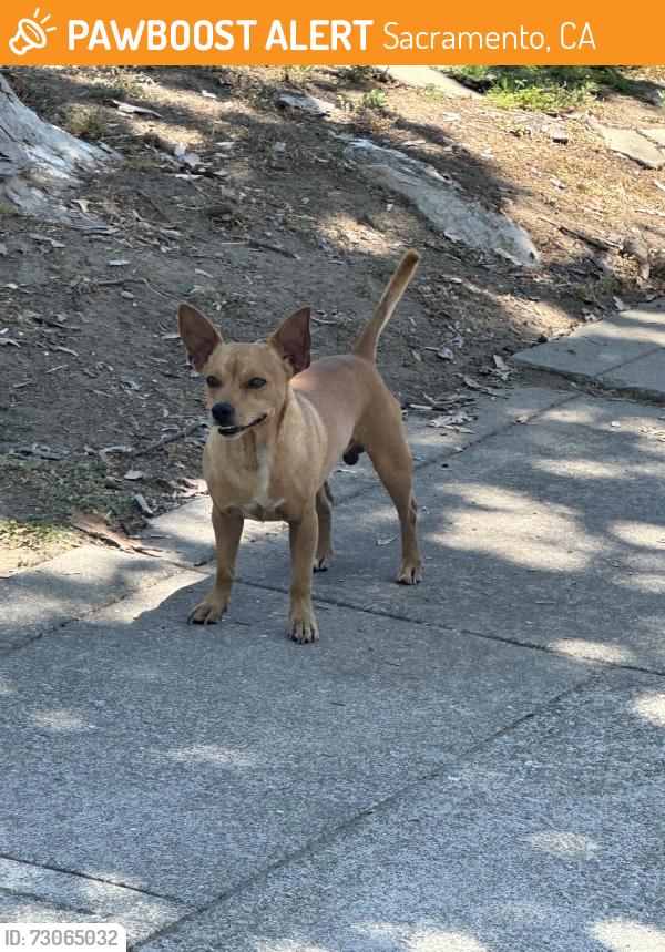 Found/Stray Male Dog last seen Pacific / El Dorado, Sacramento, CA 95822