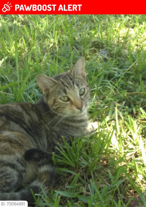 Lost Female Cat last seen okeechobee, West Palm Beach, FL 33417