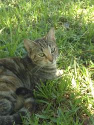 Lost Female Cat last seen okeechobee, West Palm Beach, FL 33417