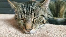 Lost Female Cat last seen Near Glenside court, Indianapolis, IN 46256
