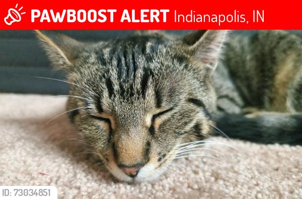 Lost Female Cat last seen Near Glenside court, Indianapolis, IN 46256