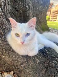Found/Stray Unknown Cat last seen Monticello Ave and Hamilton Ave, Fort Worth, TX 76107