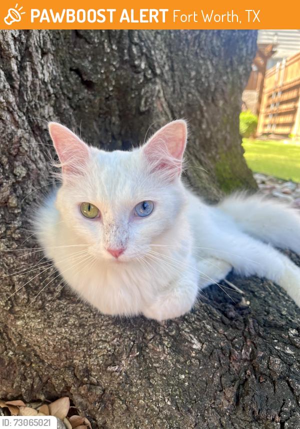 Found/Stray Unknown Cat last seen Monticello Ave and Hamilton Ave, Fort Worth, TX 76107