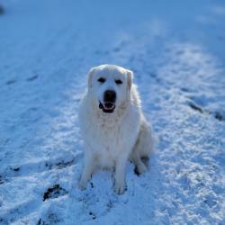 Reunited Female Dog last seen 22nd and 9th pl, Somers, WI 53140