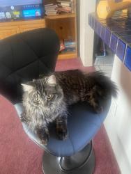 Lost Male Cat last seen Mission Ave and Noble Dr, Albuquerque, NM 87107