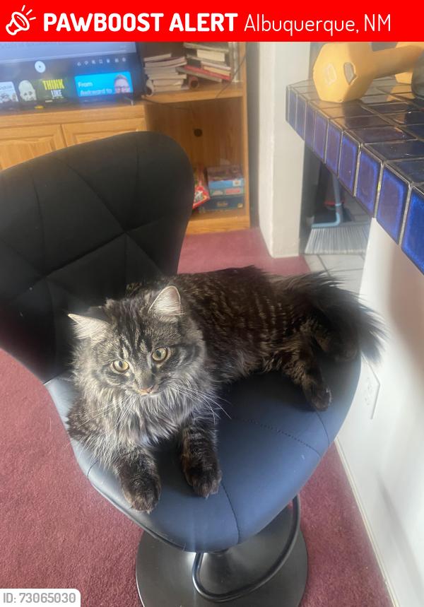 Lost Male Cat last seen Mission Ave and Noble Dr, Albuquerque, NM 87107