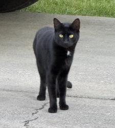 Found/Stray Unknown Cat last seen E Ferry Landing ave, Post Falls, Post Falls, ID 83854