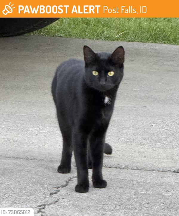 Found/Stray Unknown Cat last seen E Ferry Landing ave, Post Falls, Post Falls, ID 83854