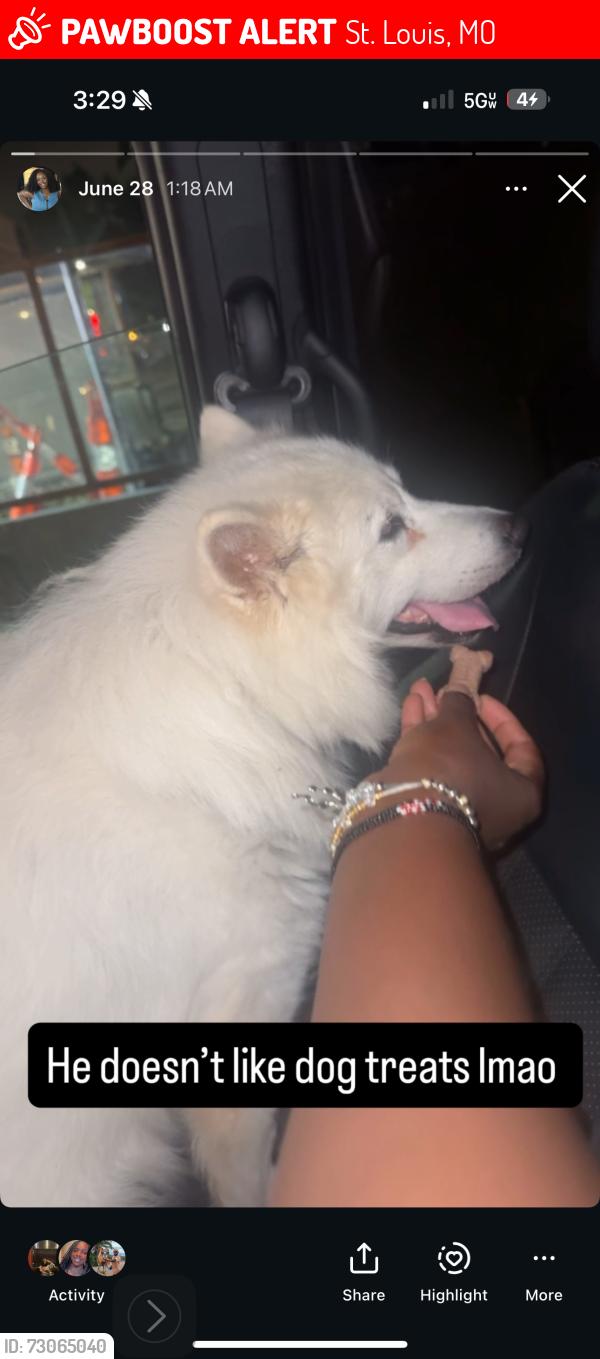 Lost Male Dog last seen Dunnica Ave, St. Louis, MO 63118