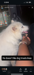 Lost Male Dog last seen Dunnica Ave, St. Louis, MO 63118