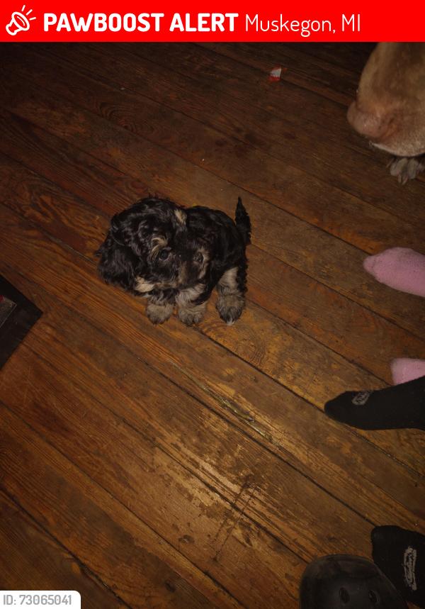 Lost Female Dog last seen Holbrook, Muskegon, MI 49442